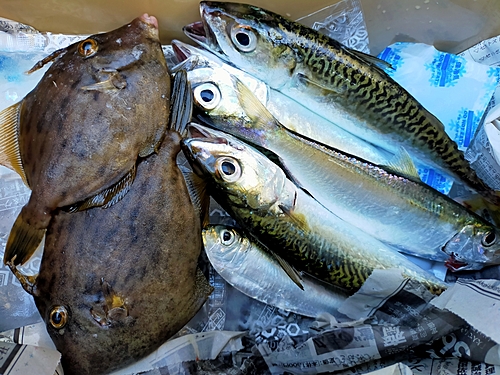 カワハギの釣果