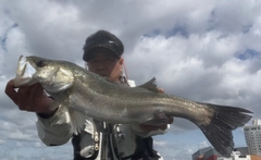 ハネ（マルスズキ）の釣果