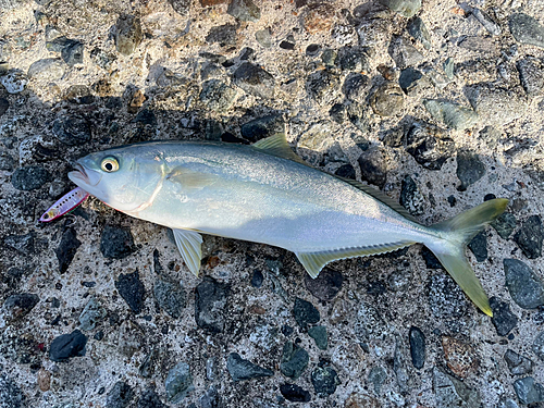 ヒラマサの釣果