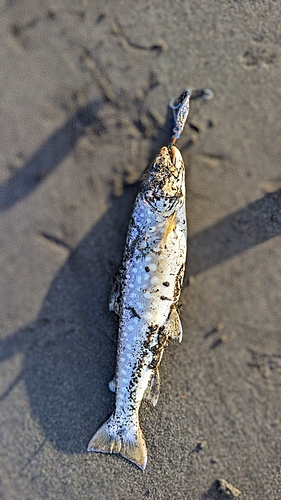 ウミアメの釣果