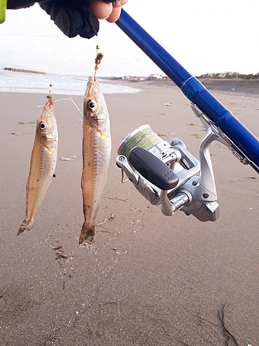 キスの釣果