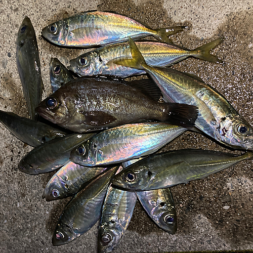 アジの釣果