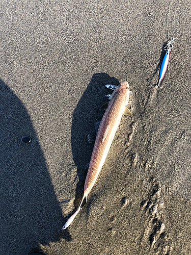 エソの釣果