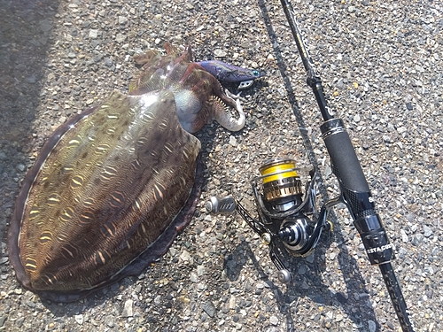 モンゴウイカの釣果