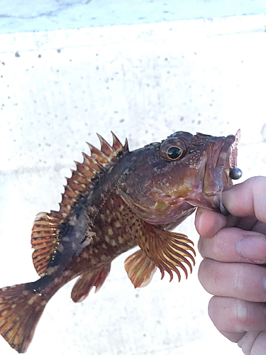 カサゴの釣果