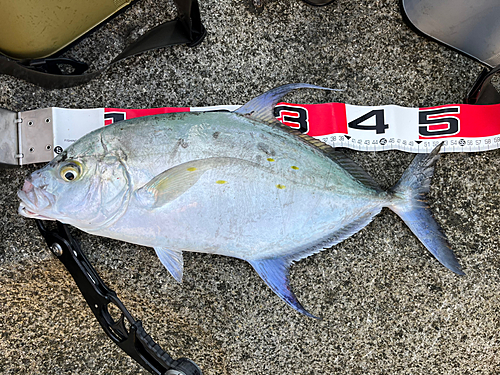 ナンヨウカイワリの釣果