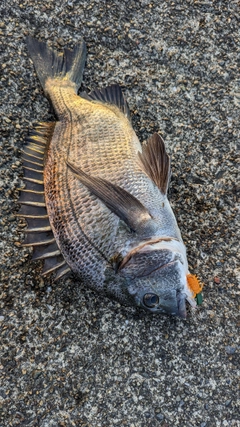 クロダイの釣果