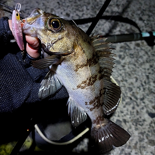 メバルの釣果