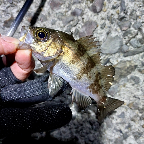 メバルの釣果