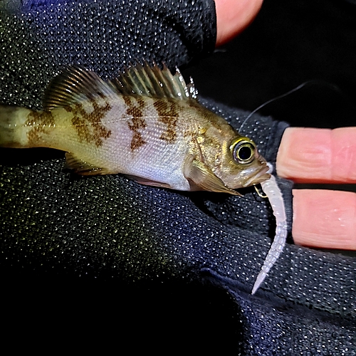 メバルの釣果