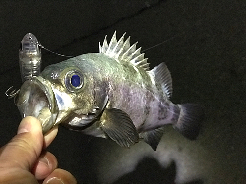 クロメバルの釣果