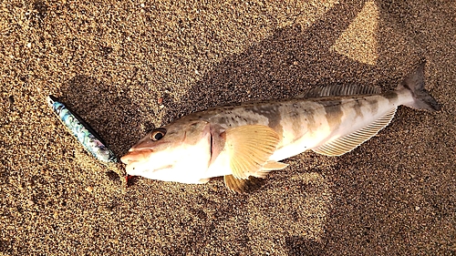 ホッケの釣果