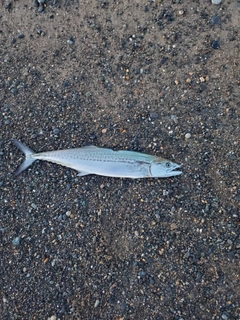 サゴシの釣果