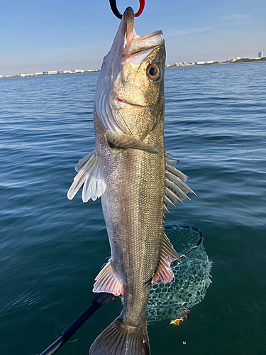 釣果