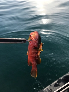 アカハタの釣果