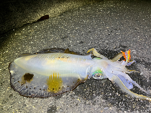 アオリイカの釣果