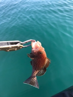 オオモンハタの釣果