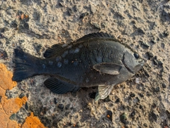 クチブトグレの釣果
