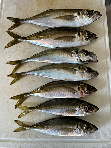 アジの釣果