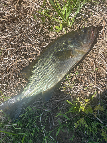 ラージマウスバスの釣果