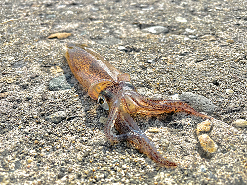 ヤリイカの釣果