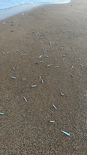 カタクチイワシの釣果