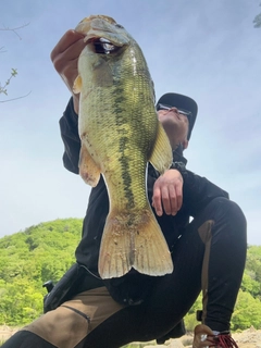 ブラックバスの釣果