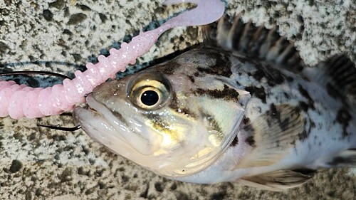 クロソイの釣果