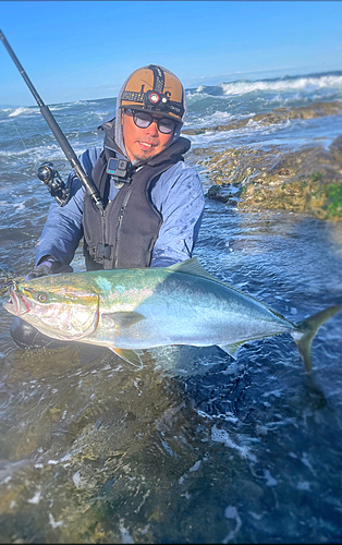 ブリの釣果