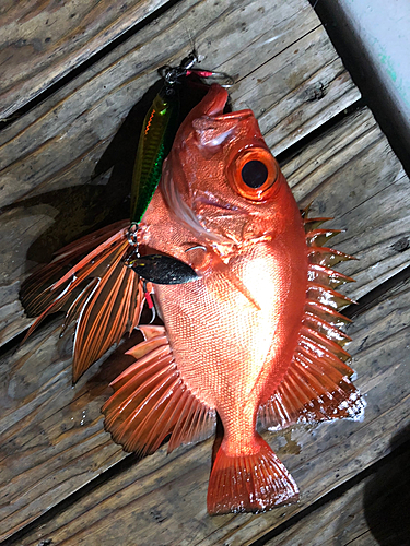 チカメキントキの釣果