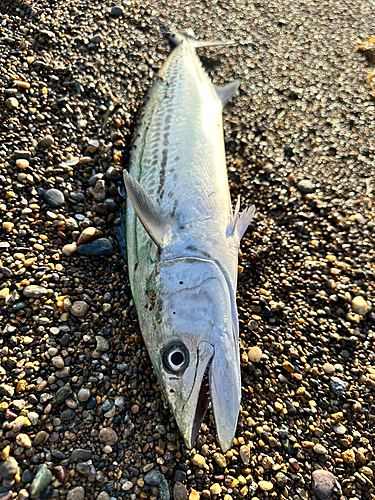 サワラの釣果