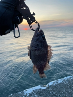 マゾイの釣果