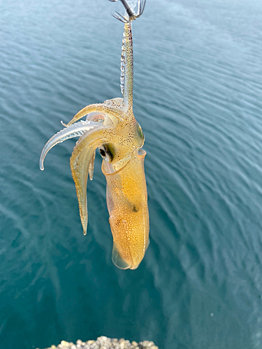 ヒイカの釣果