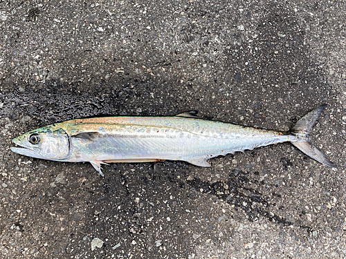 サゴシの釣果