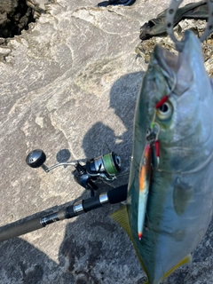 ハマチの釣果