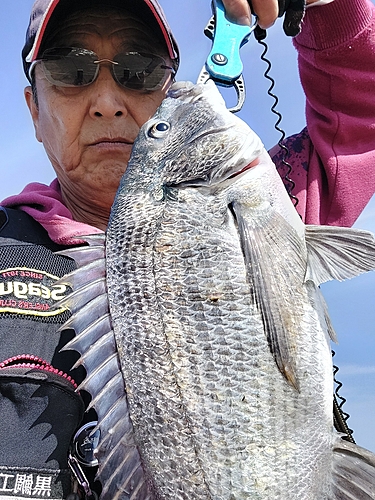 チヌの釣果