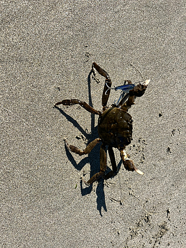 カニの釣果