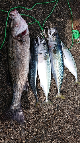 サバの釣果