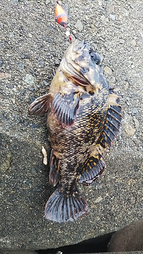 タケノコメバルの釣果