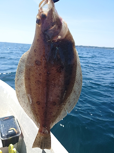 ヒラメの釣果