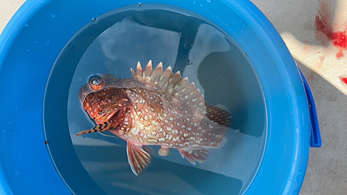 カサゴの釣果