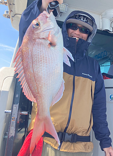 マダイの釣果