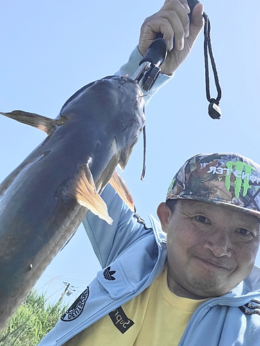 アメリカナマズの釣果