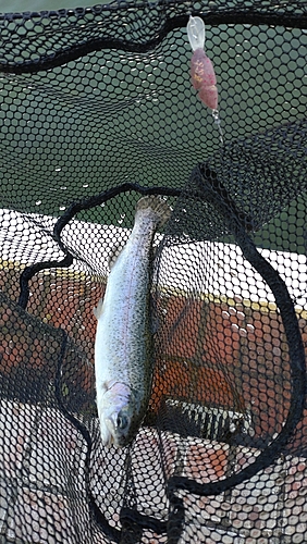 レインボートラウトの釣果