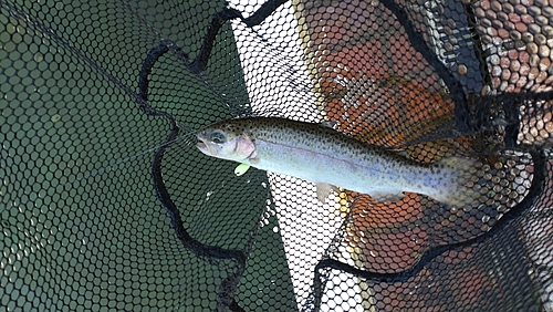 レインボートラウトの釣果