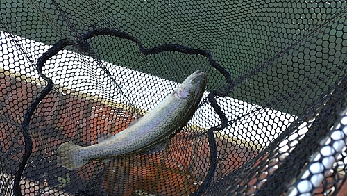 レインボートラウトの釣果