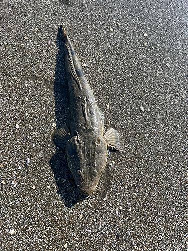 マゴチの釣果