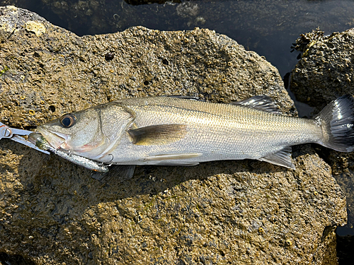 マルスズキの釣果