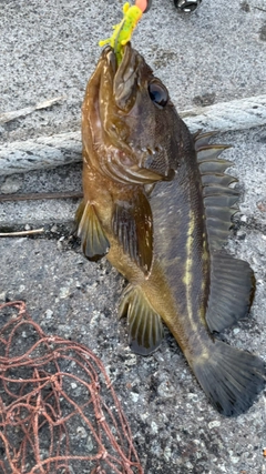 シマソイの釣果