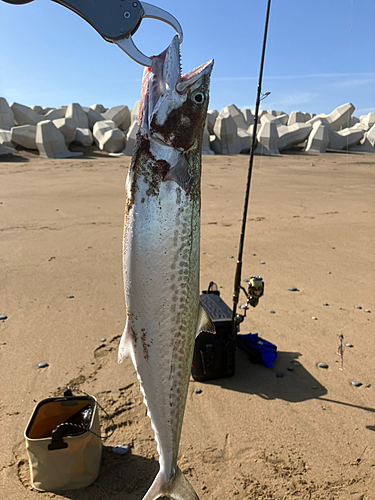 サゴシの釣果